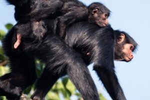 Tambopata Ecologico