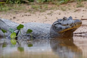 Ecoselva amazonica