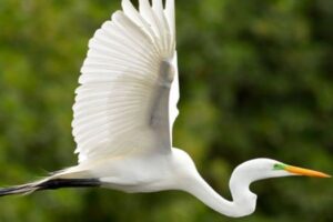 Observacion de Aves